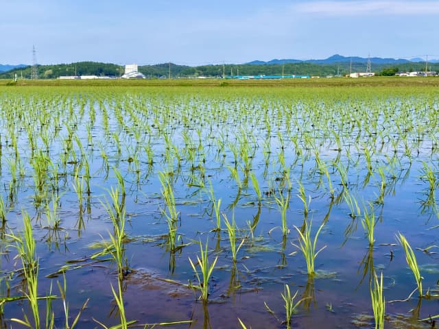 農地を相続したらどうする？売却・貸付け・活用方法と税務上の特例を税理士が解説